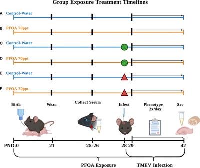 C57BL/6J mice exposed to perfluorooctanoic acid demonstrate altered immune responses and increased seizures after Theiler’s murine encephalomyelitis virus infection